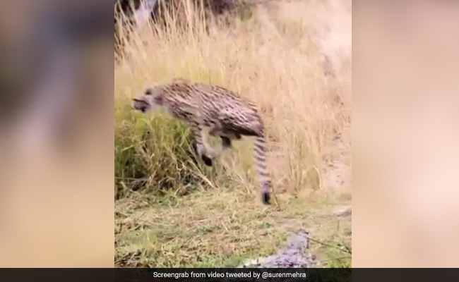 नदी में पानी पी रहा था चीता, मगरमच्छ ने चालाकी से किया Attack, चीते ने हवा में लगा दी छलांग और फिर... - देखें Shocking Video नदी में पानी पी रहा था चीता, मगरमच्छ ने चालाकी से किया Attack, चीते ने हवा में लगा दी छलांग और फिर... - देखें Shocking Video