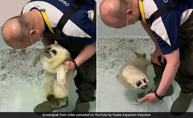 This Video Of A Baby Seal's First Swim Lesson Will Melt Your Heart Into A Puddle