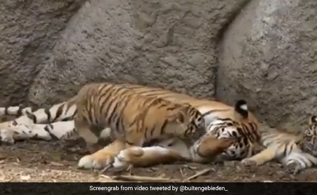 बाघिन के पास आकर लेट गए सभी बच्चे, फिर मां के साथ ऐसे सुकून से लगे सोने, वीडियो ने जीता लोगों का दिल