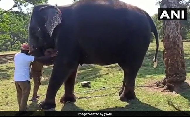 56 Elephants In Two Tamil Nadu Camps Undergo COVID-19 Tests: Report