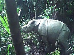 Watch: Critically Endangered Javan Rhino Calf Spotted In Indonesia Watch: Critically Endangered Javan Rhino Calf Spotted In Indonesia