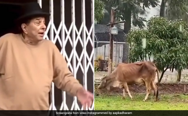 बारिश हुई तो लॉन की तरफ भागी गायें, धर्मेंद्र बोले- बारिश में उन्हें पहाड़ी पर जाने नहीं देता- देखें Video