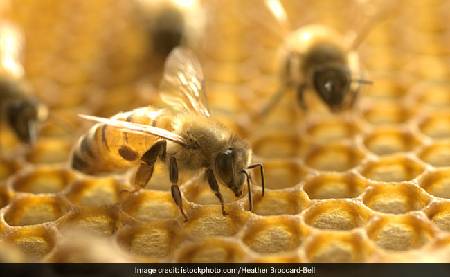 Lifespan Of Honeybees Maybe Half What It Was Fifty Years Ago: Study