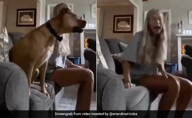 Anand Mahindra Shares ROFL Video Of Dog Watching Soccer. Laughter Guaranteed