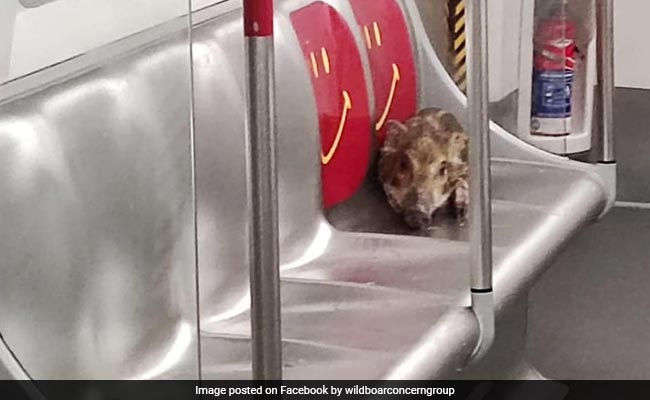 Watch: Wild Boar Hops Onto Hong Kong Train, Leads Staff On A Merry Chase