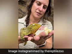 Viral Video: Gecko Eating Banana Is The Cutest Thing On Internet Today