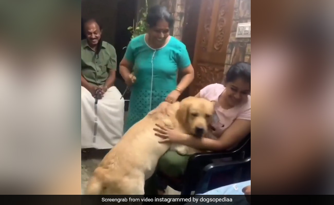 मां ने की बेटी की पिटाई तो कुत्ते को आया गुस्सा, गले लगाकर यूं बचाया, लोग बोले- "यही सच्चा प्यार है", देखें VIDEO