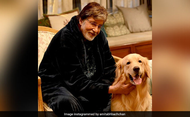 ICYDK: Amitabh Bachchan's New "Co-Star" Is Wait For It... A Doggo