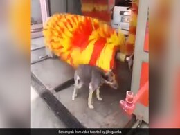 गैराज में साफ हो रही थी गाड़ी, तभी कुत्ते ने की अजीब हरकत, हर्ष गोयनका बोले- किसी को चाहिए मुफ्त मसाज ?- देखें Video गैराज में साफ हो रही थी गाड़ी, तभी कुत्ते ने की अजीब हरकत, हर्ष गोयनका बोले- किसी को चाहिए मुफ्त मसाज ?- देखें Video