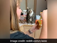 महिला को चीज़ सैंडविच खाता देख बिल्ली के मुंह में आया पानी, मन ही मन यूं लगी खाने, देखें VIDEO