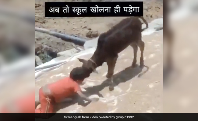 गाय के बछड़े से भिड़ गया बच्चा, सिर से ऐसे किया एक-दूसरे पर वार, लोग बोले- 'अब तो स्कूल खोलना ही पड़ेगा' - देखें Video