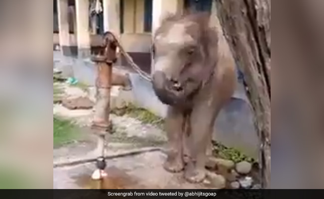 हाथी के बच्चे ने दिखाई कमाल की समझदारी, प्यास लगने पर सूंड से हैंडपंप चलाकर यूं पिया पानी, देखें Video