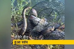 मछुआरे के जाल में फंसी मछलियों को 'चुराने' की कोशिश करते कैमरे में कैद हुआ सांप मछुआरे के जाल में फंसी मछलियों को 'चुराने' की कोशिश करते कैमरे में कैद हुआ सांप