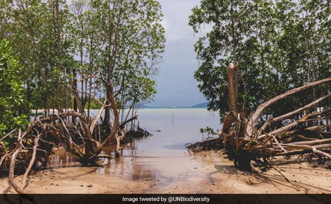World Environment Day 2021: Theme, Significance And All You Need To Know