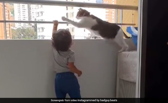 बालकनी से नीचे झांकने की कोशिश कर रही थी बच्ची, बिल्ली को आया गुस्सा, फिर किया कुछ ऐसा.... देखें Viral Video