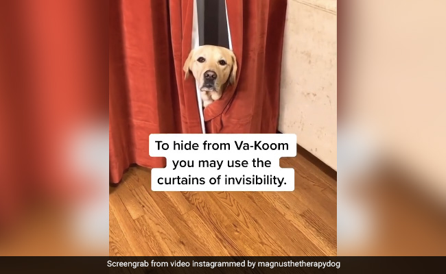 कुत्ते को Vacuum Cleaner से लग रहा था डर, मालिक बोला- ‘ये कुछ भी खा सकता है’, तो कुत्ते ने किया कुछ ऐसा - देखें Cute Video