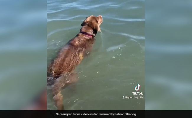Beach पर कुत्ते का शानदार Day Out, लगाया सनस्क्रीन, स्विमिंग की, Bathrobe में दिए गज़ब के पोज़, देखें VIDEO