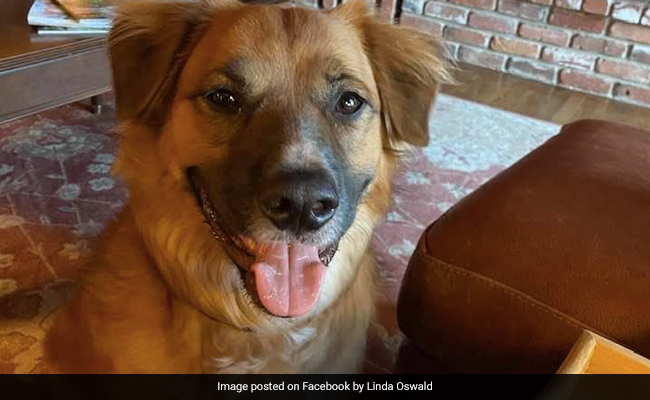 Dog Missing After Car Crash Found Herding Sheep At Nearby Farm