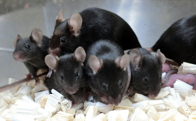 Mouse Sperm Stored On International Space Station Produces Healthy "Space Pups"