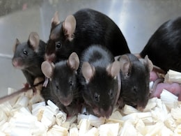Mouse Sperm Stored On International Space Station Produces Healthy "Space Pups" Mouse Sperm Stored On International Space Station Produces Healthy "Space Pups"
