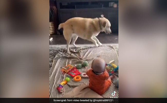 बच्चे को हंसाने के लिए कुत्ता करने लगा अजीब हरकतें, देखते ही ज़ोर से हंसने लगा बच्चा, लोग बोले- So  Sweet - देखें Video