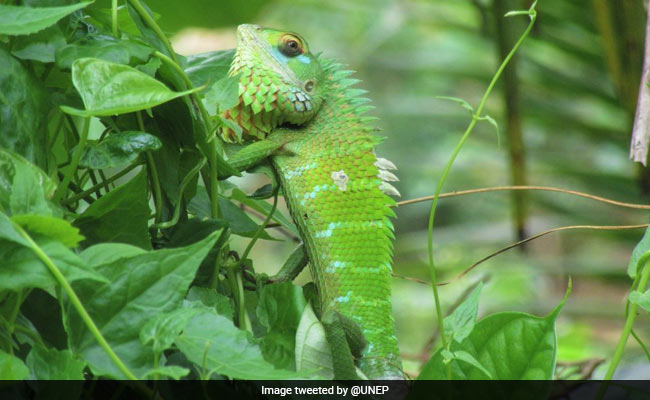 World Environment Day 2021: Importance Of "Reimagine, Recreate, Restore"
