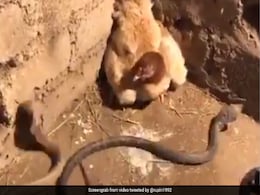 बच्चों की जान बचाने के लिए 3 जहरीले सांपों से भिड़ गई मुर्गी, तीनों के साथ ऐसे की जबरदस्त फाइट - देखें Shocking Video बच्चों की जान बचाने के लिए 3 जहरीले सांपों से भिड़ गई मुर्गी, तीनों के साथ ऐसे की जबरदस्त फाइट - देखें Shocking Video