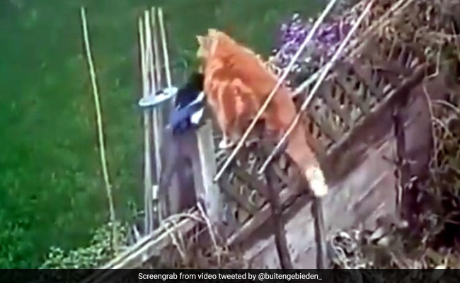 बिल्ली ने मानी चिड़िया से हार, बिल्ली और चिड़िया की नोकझोंक का ये Video देख आप नहीं रोक पाएंगे हंसी