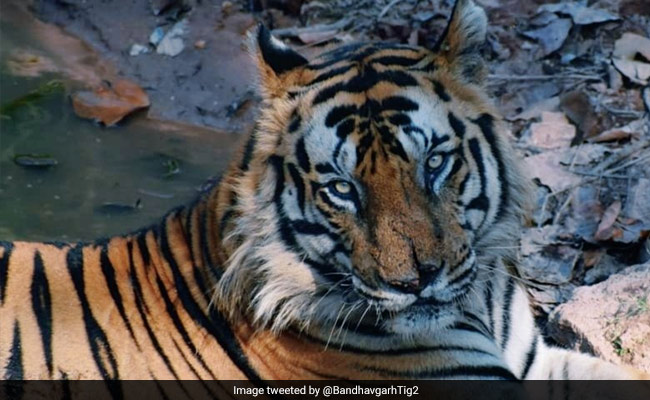 Ramgarh Sanctuary: Know All About India's 52nd And Newest Tiger Reserve