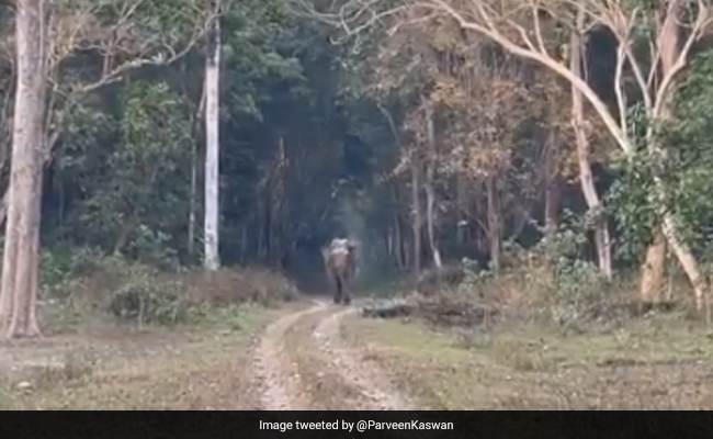 जंगल में अकेला ठुमक-ठुमक के चला जा रहा था हाथी, लोग बोले- जैसे कोई मॉडल कर रही है Catwalk - देखें Video