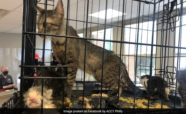16 Cats Found Trapped Inside Wall Of Abandoned House, Rescued