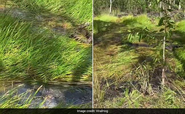 Can You See The Crocodile Hiding In Plain Sight In This Video?