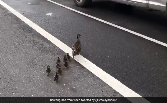 Watch: Traffic Stops For Mama Duck And Babies. It Only Gets Better From There
