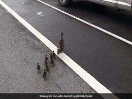 Watch: Traffic Stops For Mama Duck And Babies. It Only Gets Better From There Watch: Traffic Stops For Mama Duck And Babies. It Only Gets Better From There