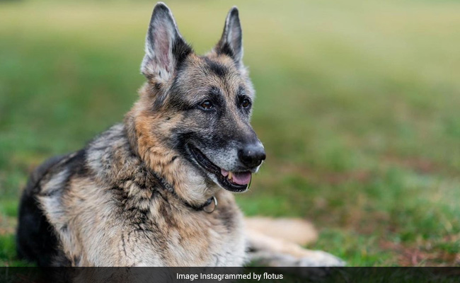 Joe Biden's Dog Champ, "Cherished Companion" For 13 Years, Dies