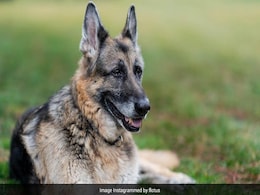 Joe Biden's Dog Champ, "Cherished Companion" For 13 Years, Dies Joe Biden's Dog Champ, "Cherished Companion" For 13 Years, Dies