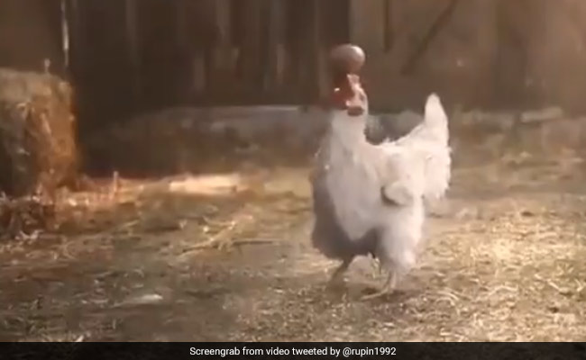 मुर्गे ने किया गजब का स्टंट, अंडे को पंजे से हवा में उछाला, फिर किया कुछ ऐसा, देखकर लोग हैरान - देखें Video