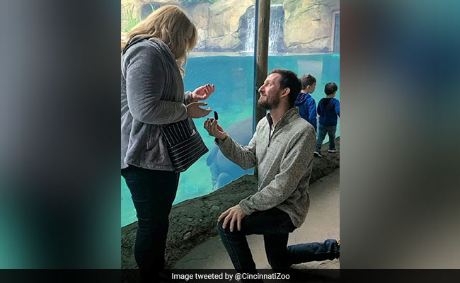 चिड़ियाघर में प्रेमिका को किया प्रपोज़, मादा हिप्पो ‘फियोना’ बनी इस खास लम्हे की गवाह