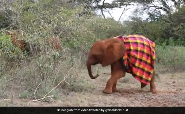 रंगीन कंबल पहने झाड़ियों के बीच नन्हे हाथी ने किए गज़ब के करतब, लोग बोले-Cute, देखें VIDEO