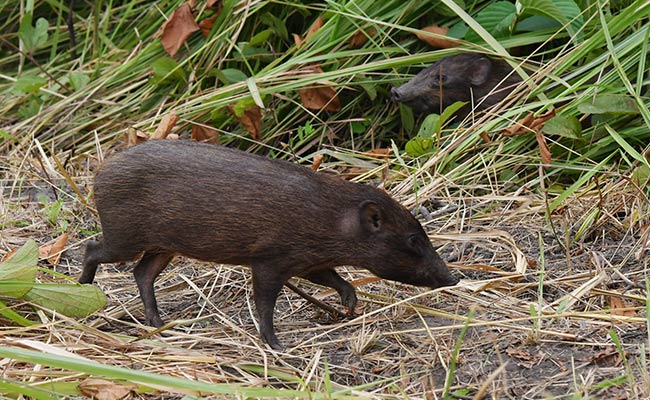 World's Smallest Hog Released Into Wild By Conservationists In Assam