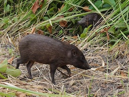 World's Smallest Hog Released Into Wild By Conservationists In Assam World's Smallest Hog Released Into Wild By Conservationists In Assam