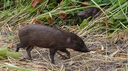 British Woman Fatally Shot During French Boar Hunt