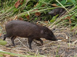 British Woman Fatally Shot During French Boar Hunt