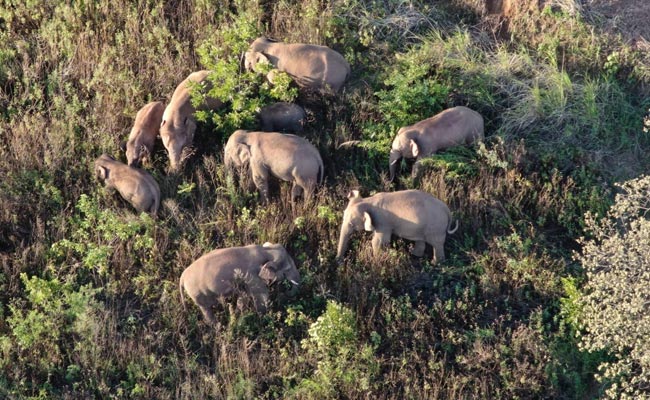 Injured Baby Elephant Abandoned By Rogue Herd In China Saved