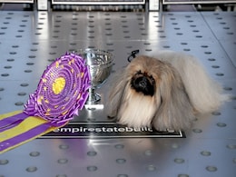 The Controversy Over "Wasabi" The Pekingese Winning Westminster Dog Show The Controversy Over "Wasabi" The Pekingese Winning Westminster Dog Show