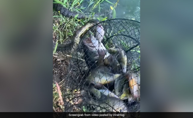 Watch: Snake Tries Stealing Fisherman's Catch In Shocking Video