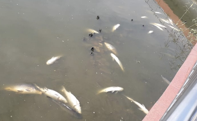 Hundreds Of Fish Found Dead In Guwahati Water Tank Due To Lack Of Oxygen