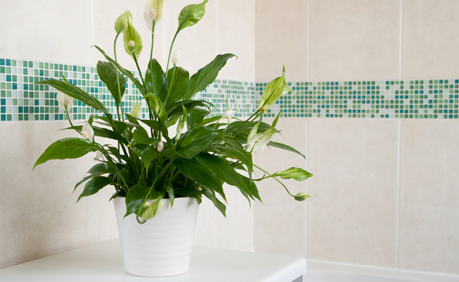5 Houseplants That Are The Best Choice To Add To Your Bathroom