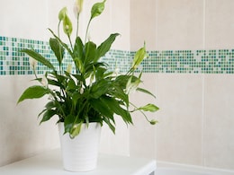 5 Houseplants That Are The Best Choice To Add To Your Bathroom 5 Houseplants That Are The Best Choice To Add To Your Bathroom