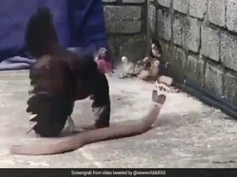 Watch: Mother Hen Battles A Snake To Protect Her Chicks Watch: Mother Hen Battles A Snake To Protect Her Chicks